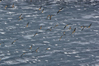 canada geese flight